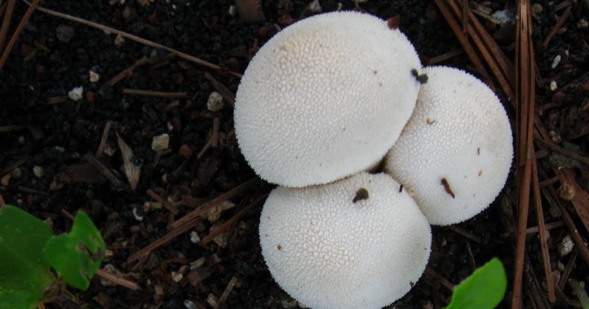 MIS TORMENTOS INTERIORES: MUSHROOMS, HONGOS