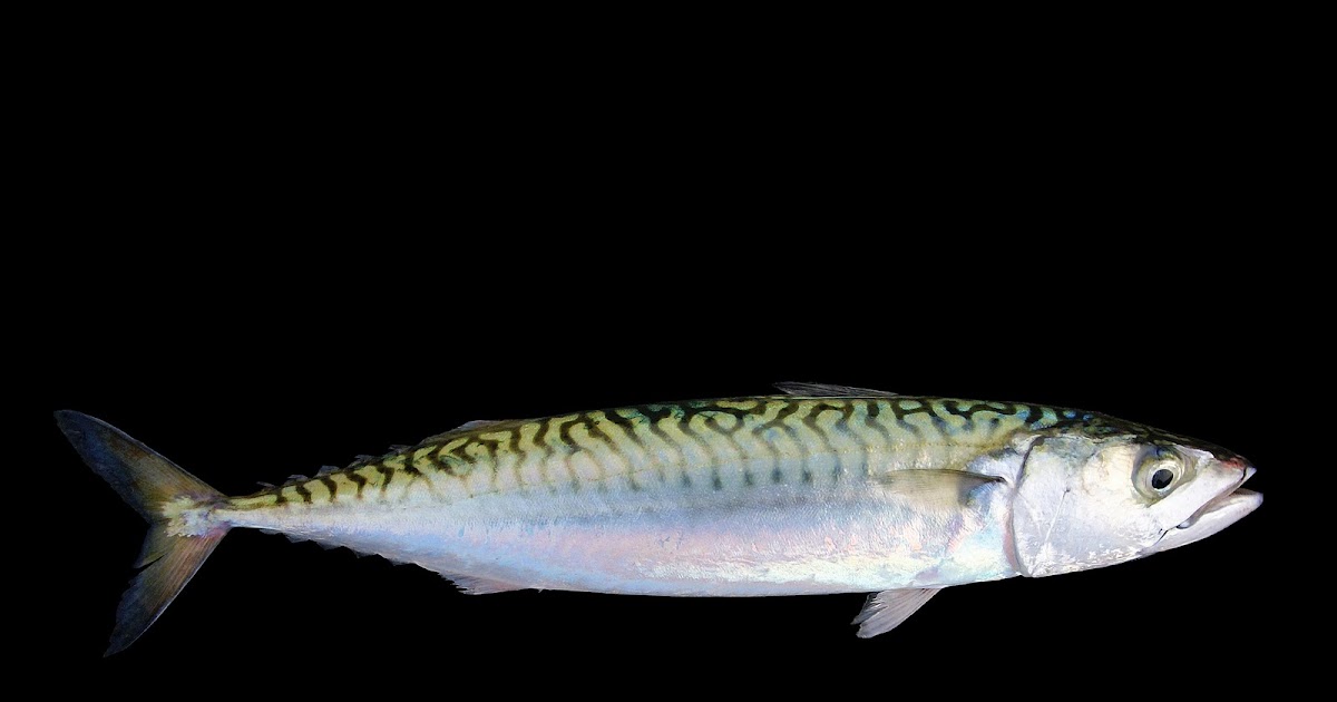 The cloud is free only to go with the wind... Mackerel Sky versus Carp Sky