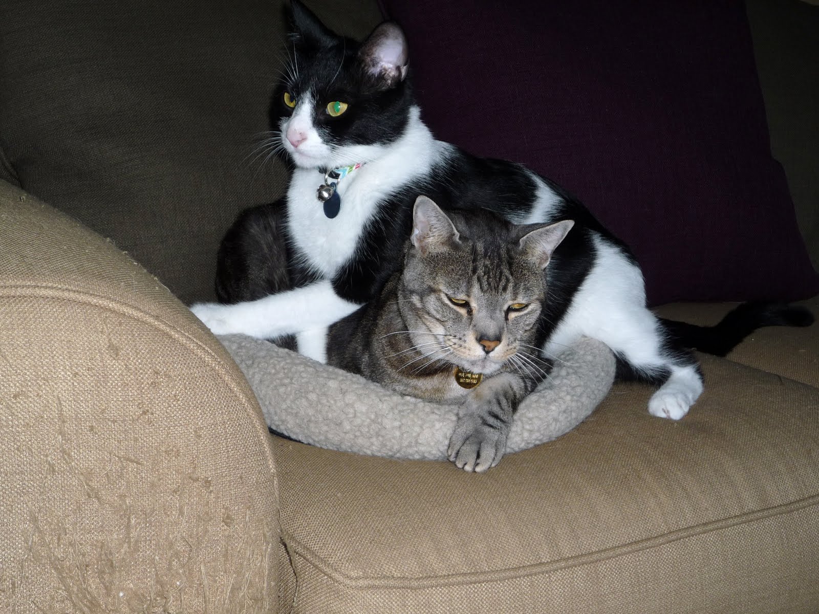 [Pimp+and+Moo+007.JPG]