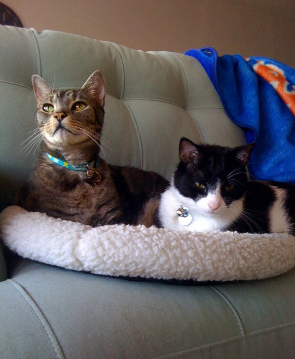 Your Daily Cute Two Cats Tuesday Sharing a Bed