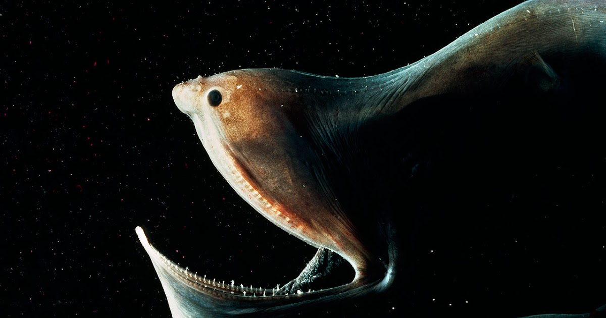 Ugly Fish Six Feet of Ugly Gulper Eel