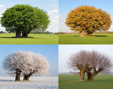 [Four-Seasons]