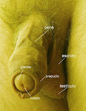 DESCRIPCION DEL PENE