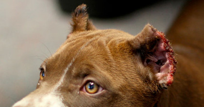PitOwner Animal advocates disturbed by growing ear animal advocates disturbed by growing