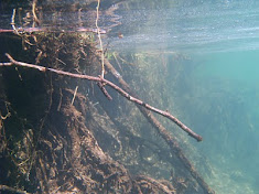 Debaixo da auga