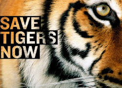 Save Tigers Now!