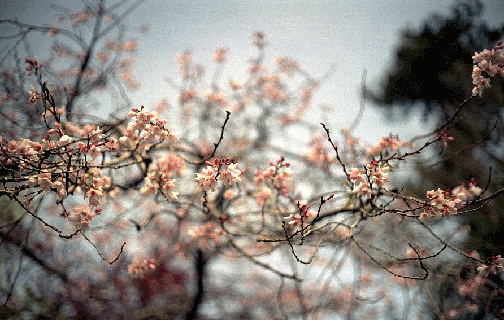 [cherry.gif]