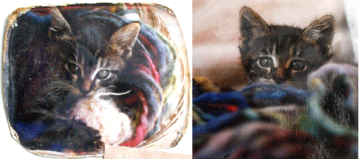 [kitten.gif]