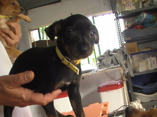 ONA ADOPTADA EL 10/10/08!