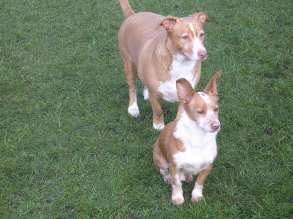 PLUTO Y SU NUEVO COMPAÑERO DE CASA!