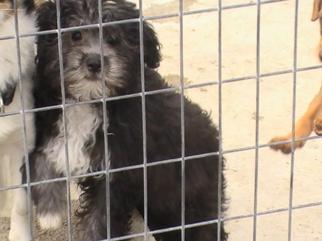 Mica adoptada el 12/3/09!