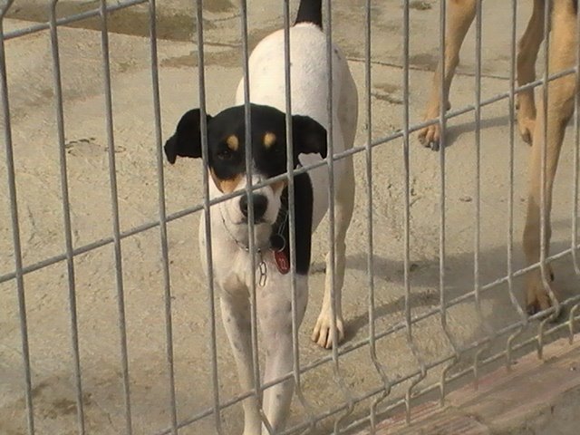 Lapa, adoptada en Marzo 09!