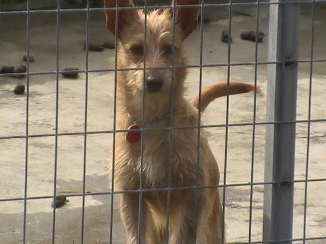 Lucena adoptada en el extranjero!