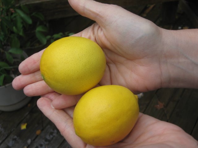 [Lemons+004.jpg]