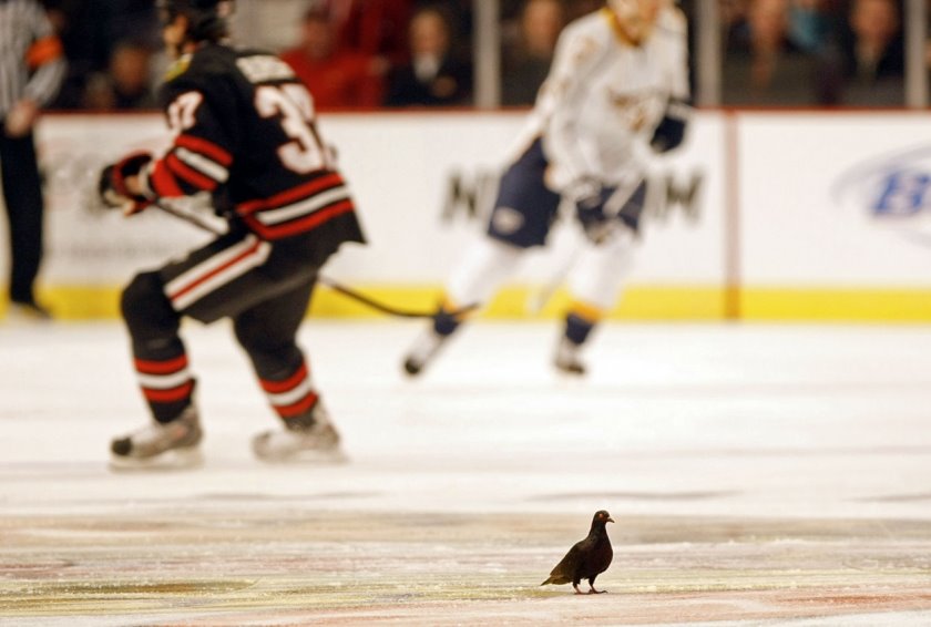 [pigeon.bmp]