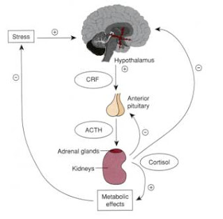 body produces too much adrenaline symptoms body produces too much adrenaline symptoms