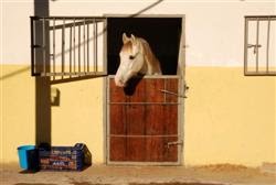 Caballos preciosos