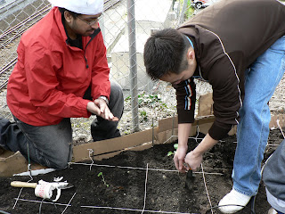 planting