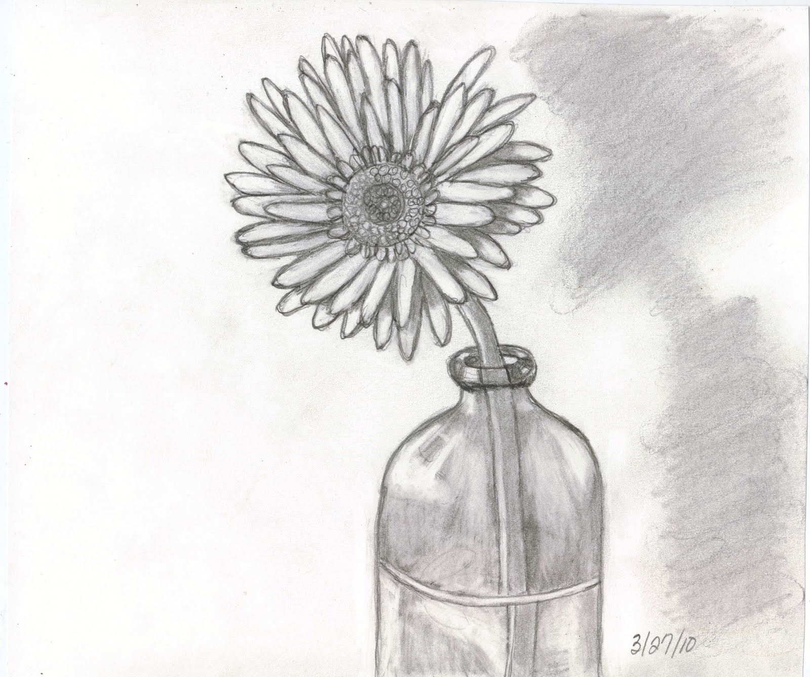 daisy sketch