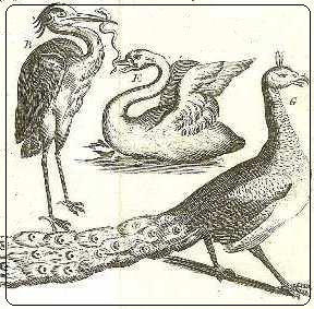 A Naturalist's Miscellany