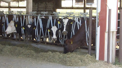 Dry Cows