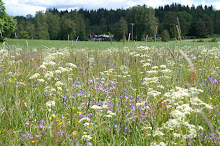 Sommaräng