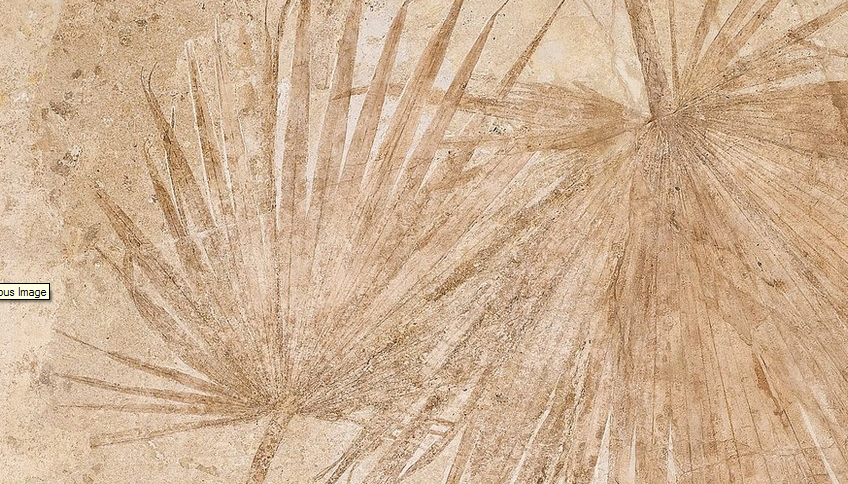 fossil palm