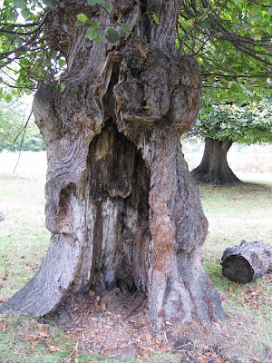 a hollow tree