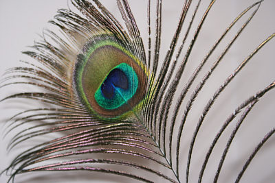 [Sept08PeacockFeather.jpg]