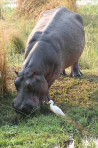 hippo grazing