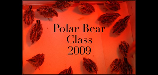 Polar Bear Class 2009