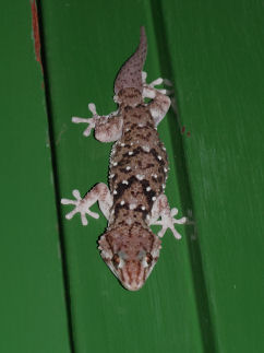 [gecko.JPG]