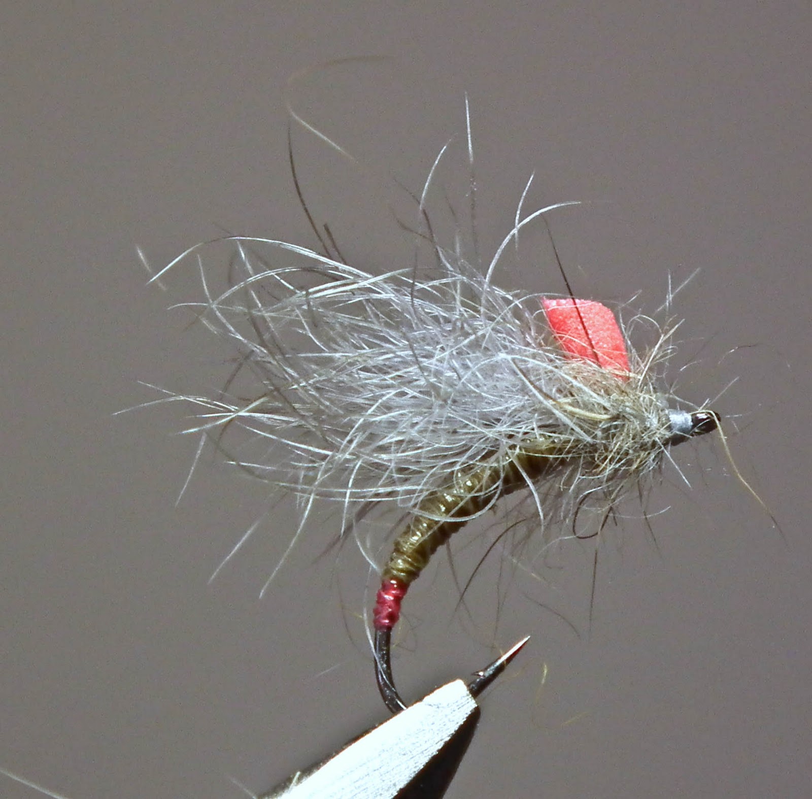 The African Fly Angler Snowshoe Caddis