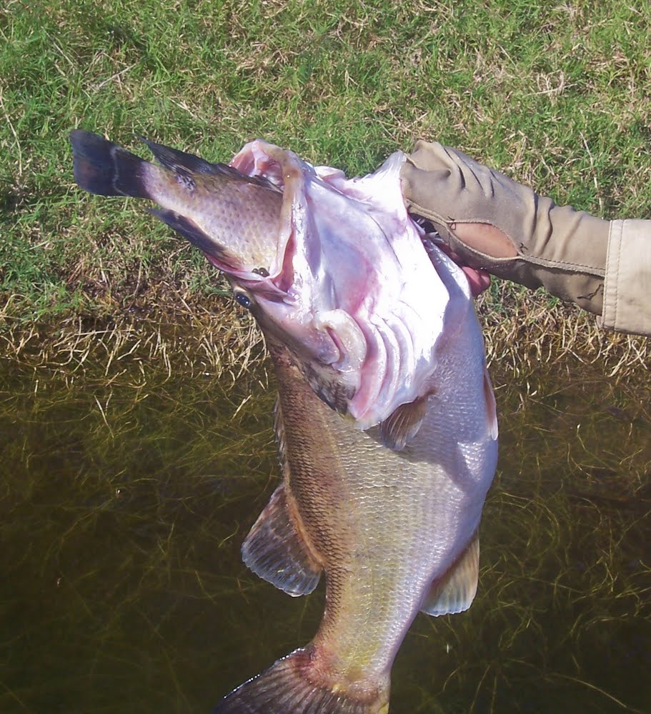 lake el salto