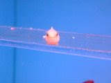 Balloon Lumpfish