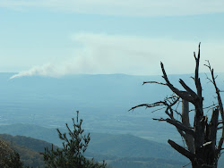 Skyline Drive - Old Broken Tree