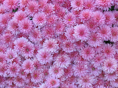 Chrysanthemums