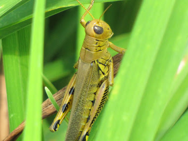 Grasshopper