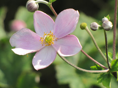 Such a lovely and delicate blossom!