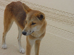 Fraser Island Dingo!