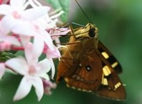 Australian Butterflies are Superb!
