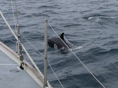 Managed to snap this dolphin.
