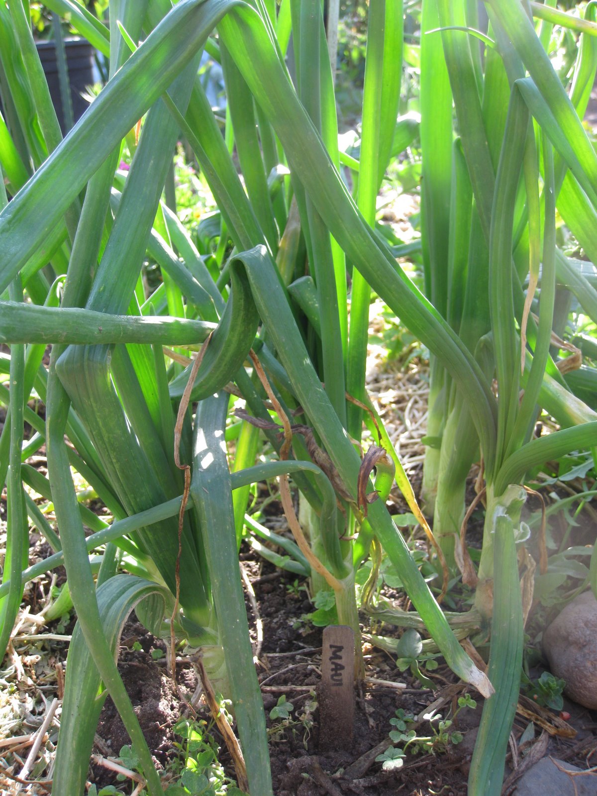 Arugula Too A Maui onion confession