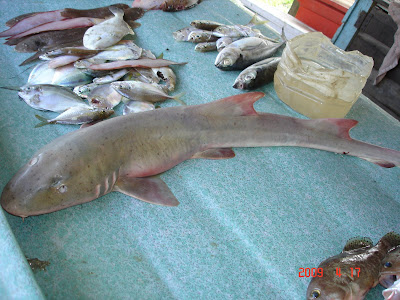 Sarawakiana: Baby Shark for Sale