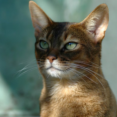 Kucing Abyssinian