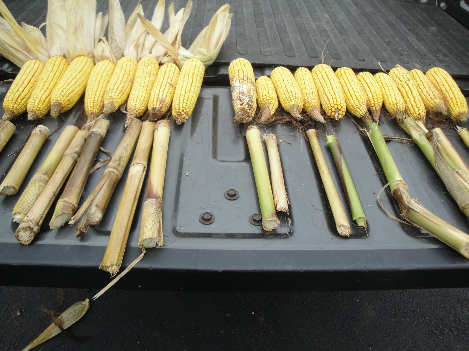 Fertilizer rates?