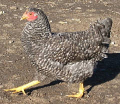 Barred Holland