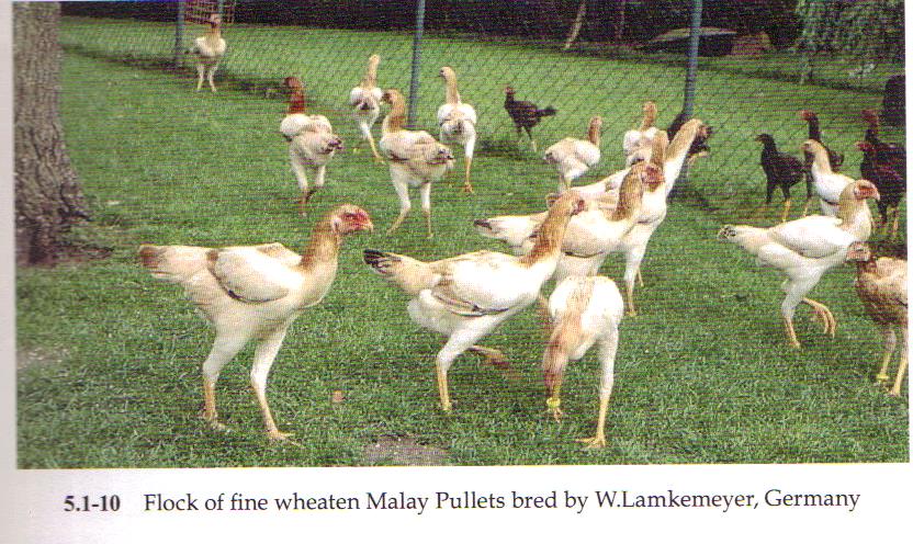 malay fowl