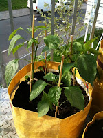 chilli and sweet peppers caned & stable in yellow planter bags