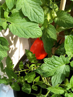 Plum tomato peeing through the greenery
